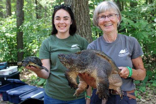 Rachelle Fortier and Wendy Boggs of the Ontario Turtle Conservation Centre hold respectively, Andrea, a Blanding’s turtle who came to them injured and Paddy, a 35-year-old snapping turtle who weighs in at about 22 pound. Paddy came to them after he’d been ‘kidnapped’ as a hatchling. Photo/Craig Bakay